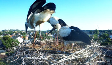 Imagen de vista previa de la cámara web storks Świerklaniec